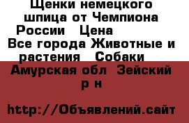 Щенки немецкого шпица от Чемпиона России › Цена ­ 50 000 - Все города Животные и растения » Собаки   . Амурская обл.,Зейский р-н